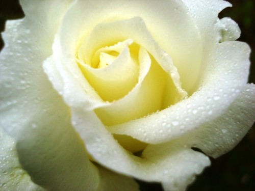 p talos de rosas blancas
